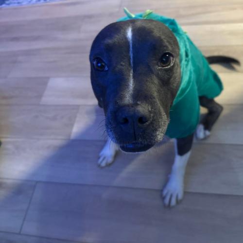 Izzy, a Adoptable mixed breed in Bellmawr, NJ image 6/6