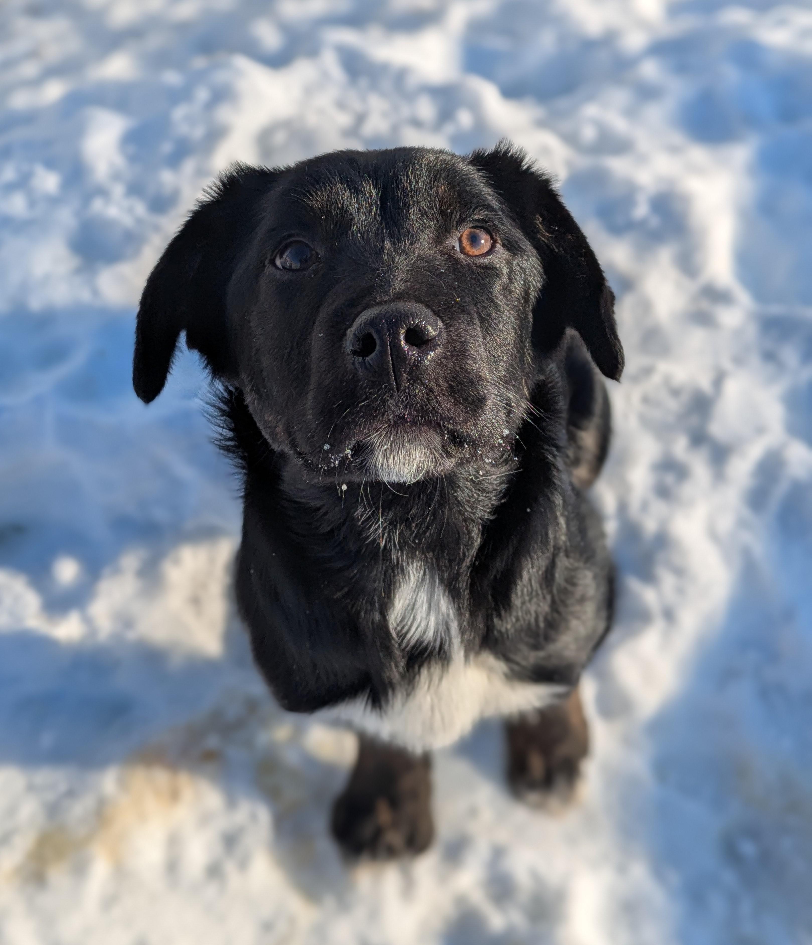 Hiccup, ADOPTABLE, Young Male Shepherd.