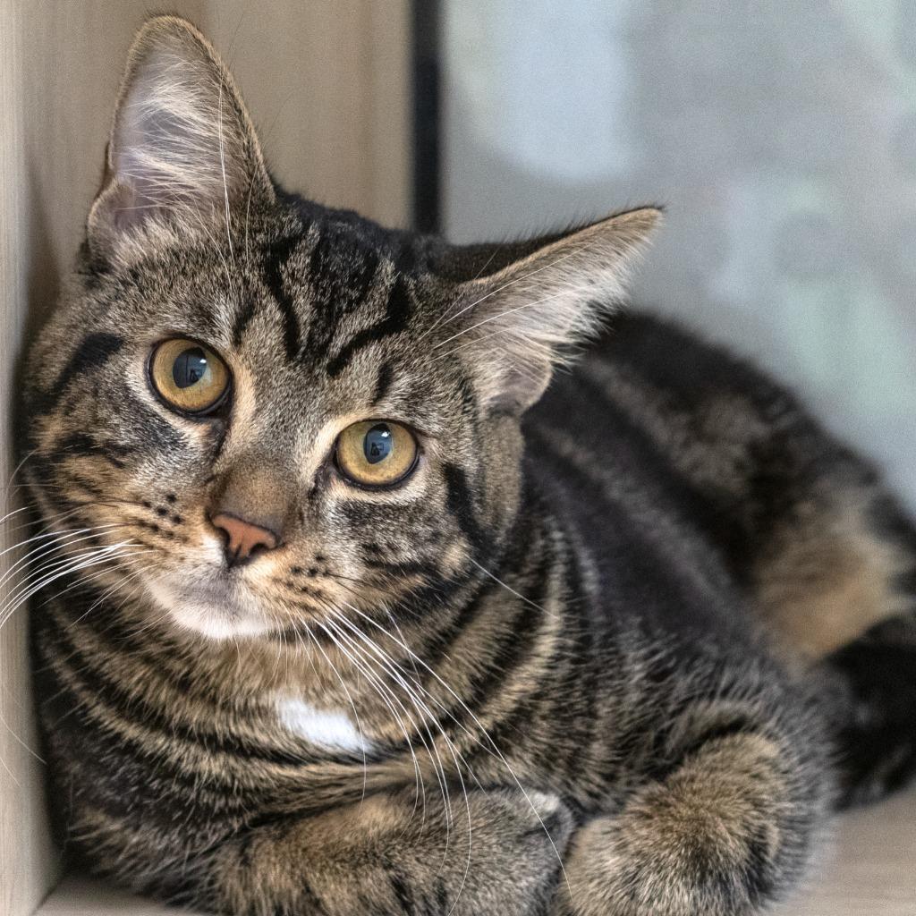 Schnitzel, ADOPTABLE, Adult Male Domestic Short Hair.