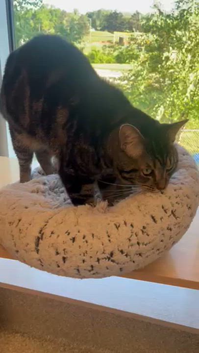Enlarge Schnitzel, a ADOPTABLE Domestic Short Hair in Pontiac, MI video 2/2