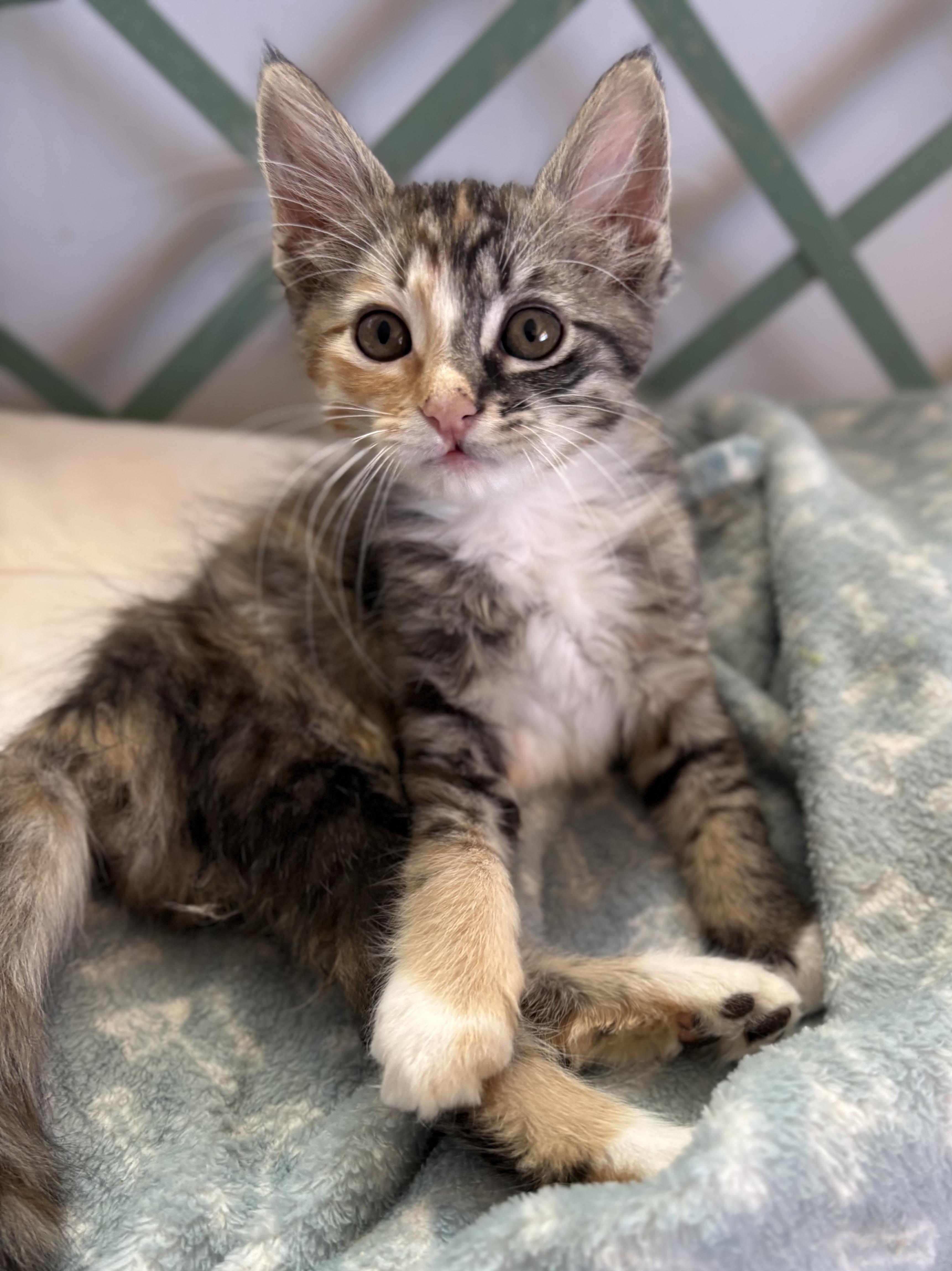 Rainbow, ADOPTABLE, Kitten Female Domestic Medium Hair.
