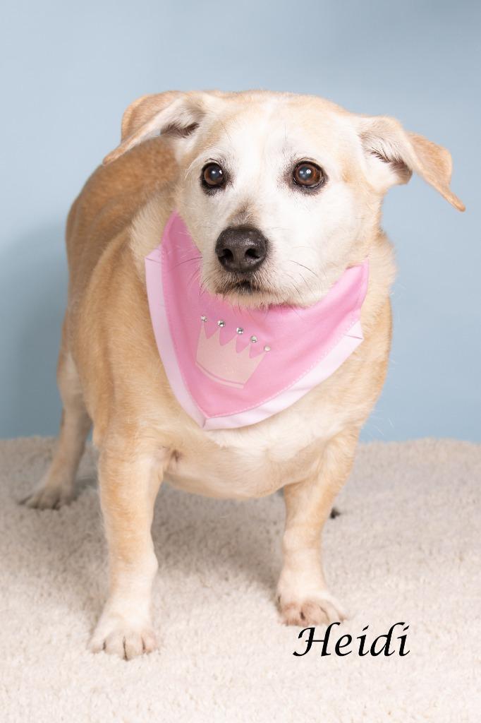 Heidi Klum, Adoptable, Adult Female Beagle & Shepherd.