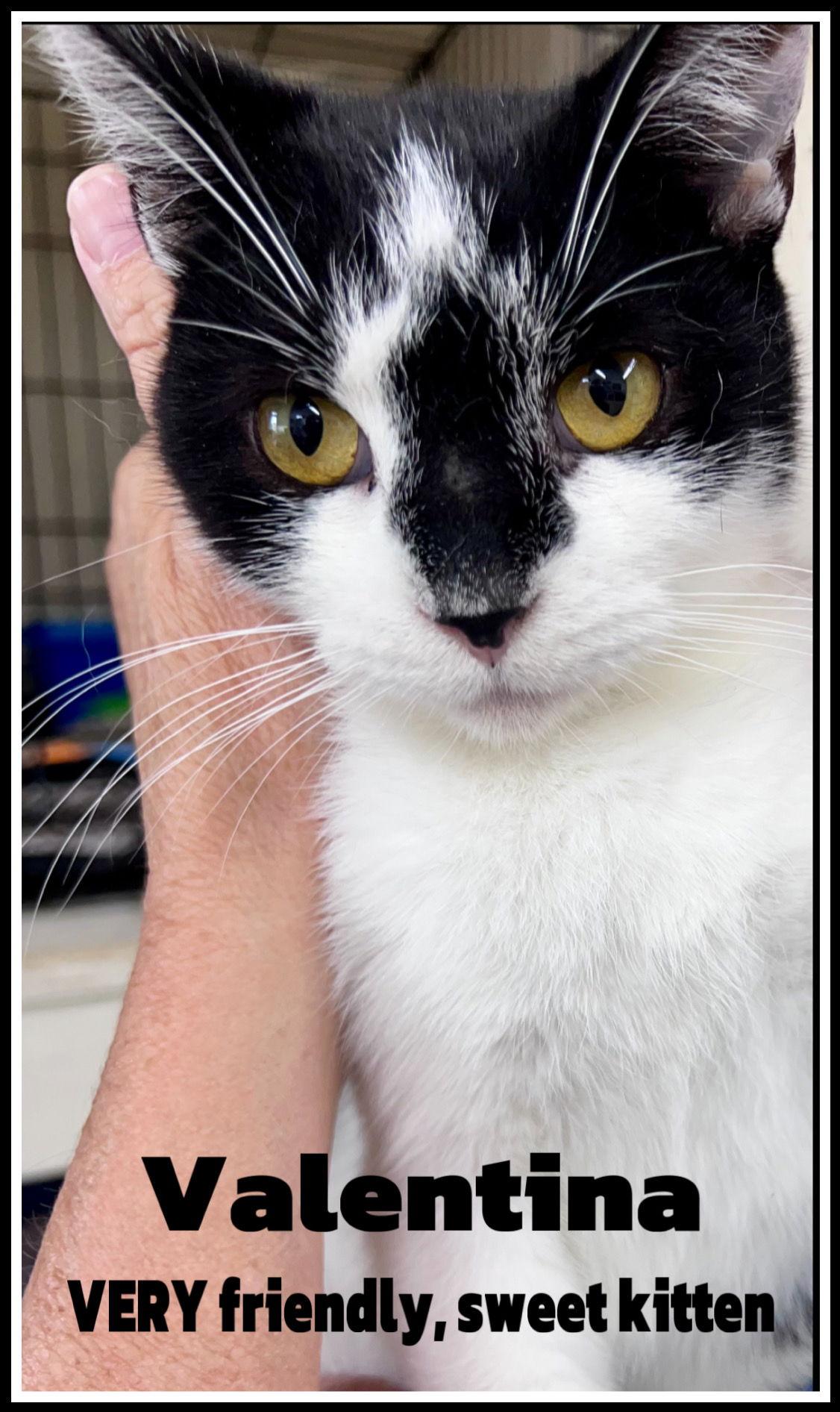 Valentina, Willow Grove PA FCID# 08/26/2025-106, Adopted, Young Female Domestic Short Hair.