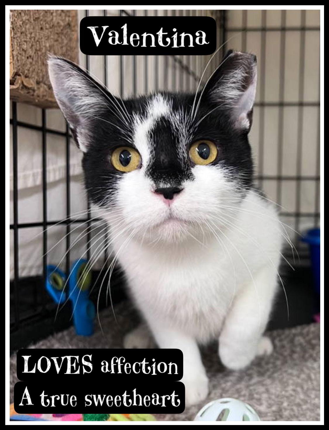 Valentina, Willow Grove PA FCID# 08/26/2025-106, a Adopted Domestic Short Hair in Greenville, DE image 2/3