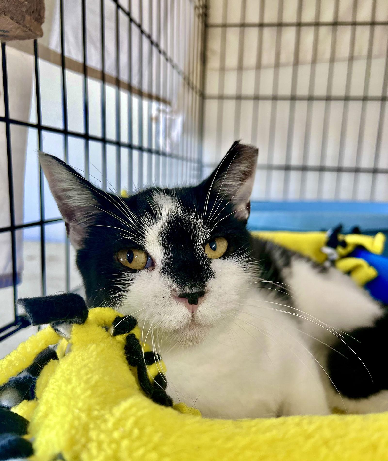 Valentina, Willow Grove PA FCID# 08/26/2025-106, a Adopted Domestic Short Hair in Greenville, DE image 3/3