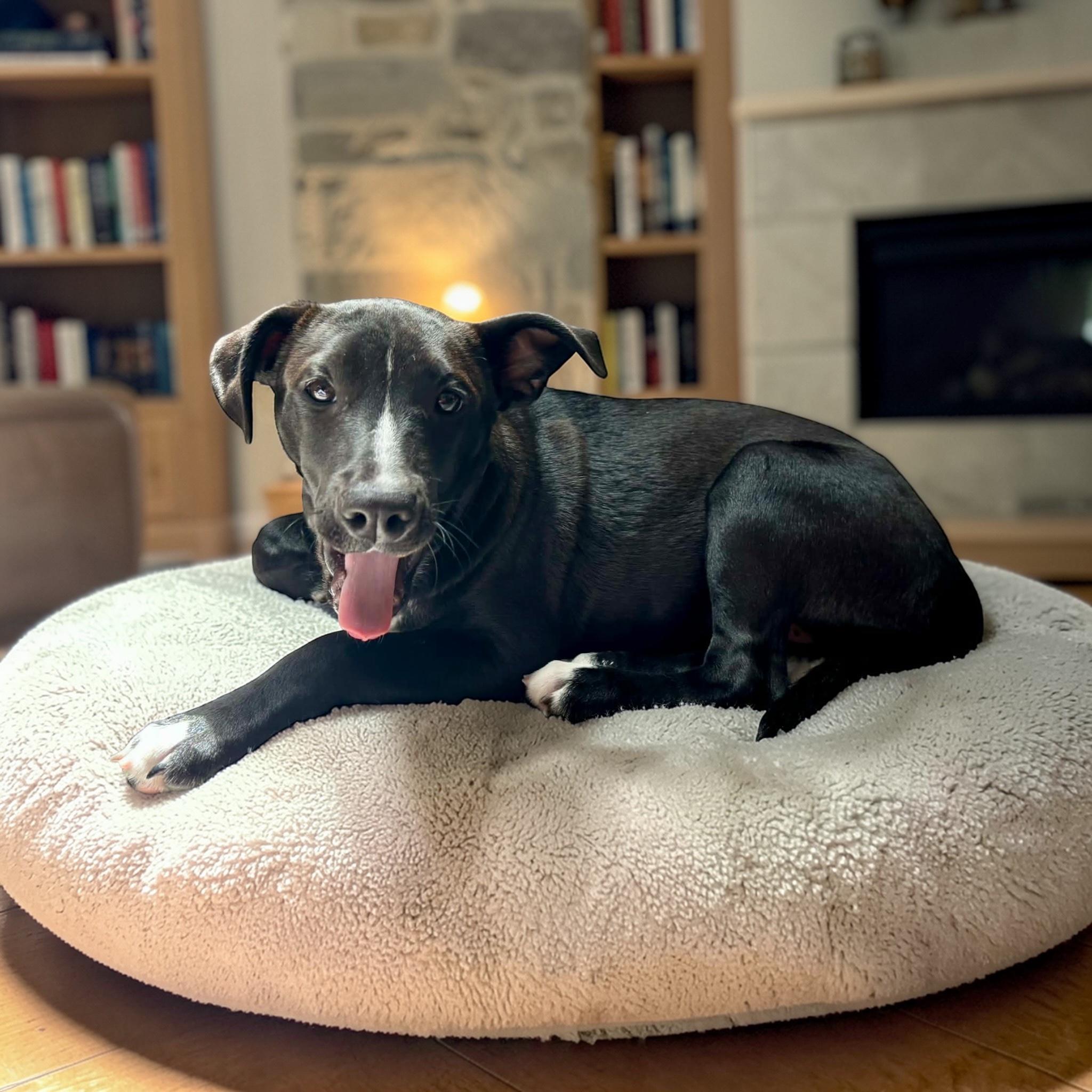 Enlarge Tiny, a ADOPTABLE mixed breed in Orlando , FL image 3/5