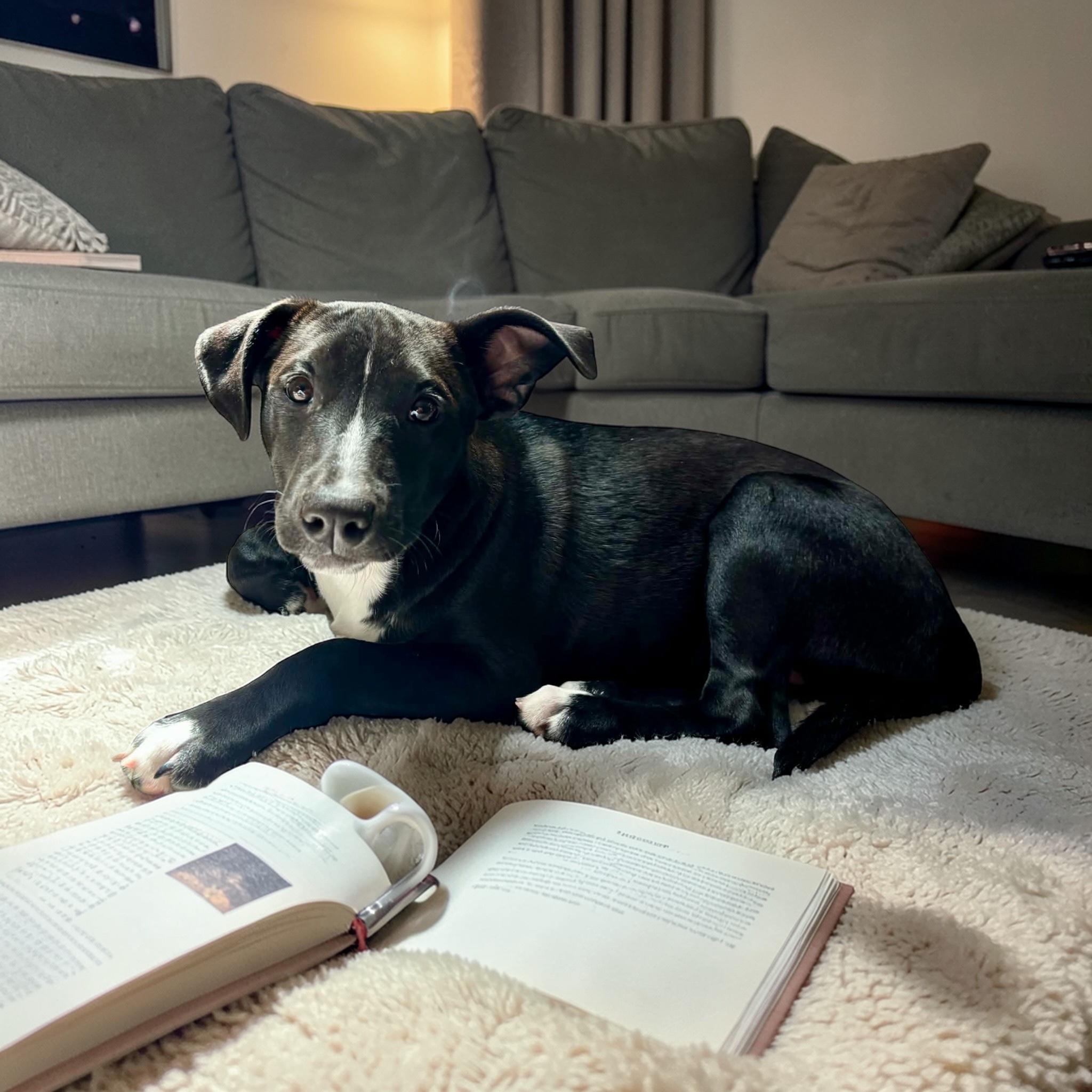 Enlarge Tiny, a ADOPTABLE mixed breed in Orlando , FL image 1/5