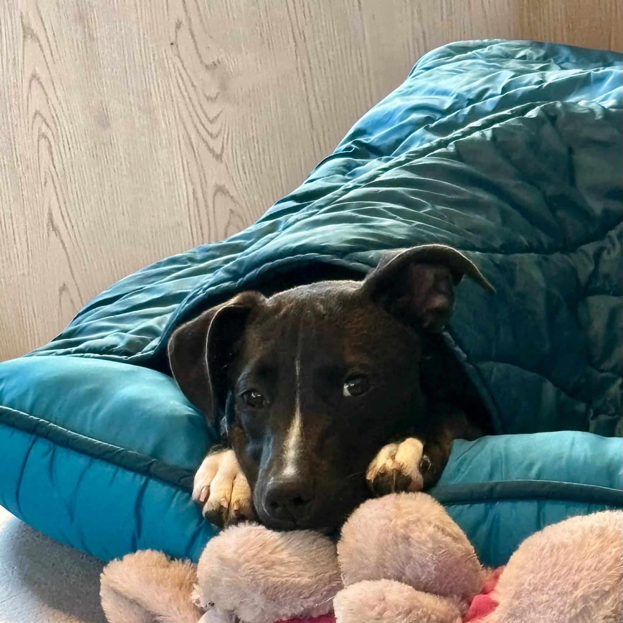 Enlarge Tiny, a ADOPTABLE mixed breed in Orlando , FL image 5/5