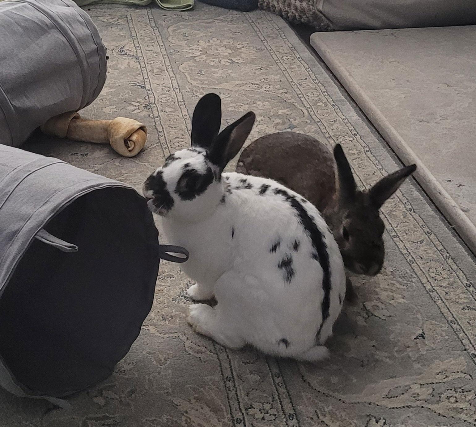 Lola 2 RABBIT, a Adoptable Rex in Rockaway, NJ image 2/3