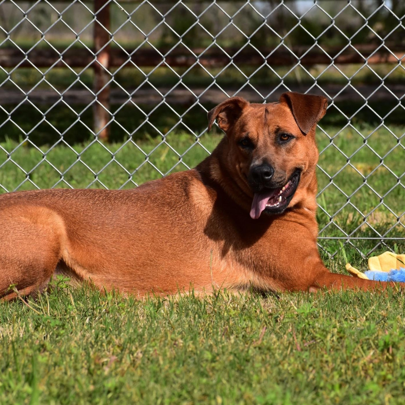 Enlarge Maurice, an adopted mixed breed in Troy, NY image 4/6