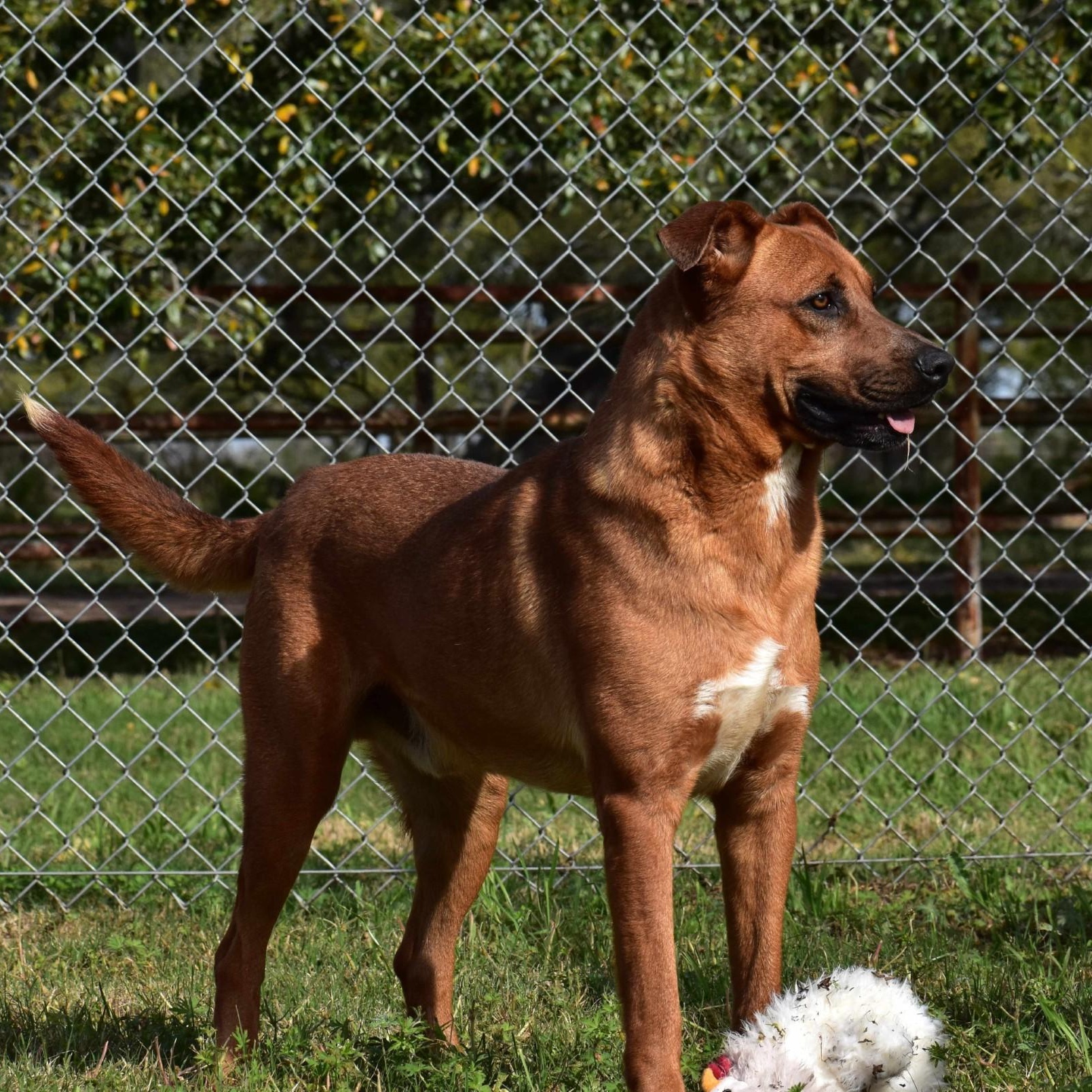 Enlarge Maurice, an adopted mixed breed in Troy, NY image 3/6