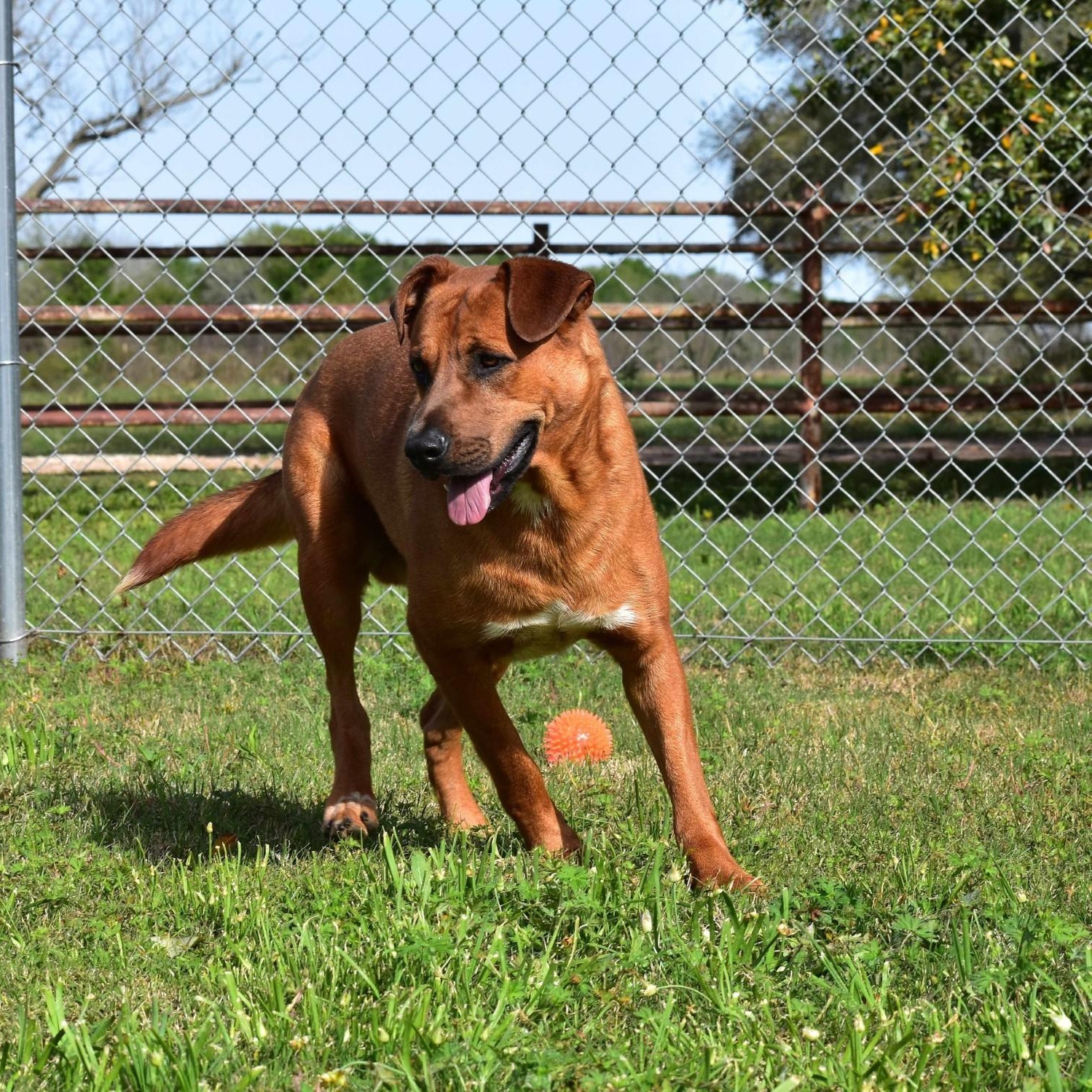Enlarge Maurice, an adopted mixed breed in Troy, NY image 6/6