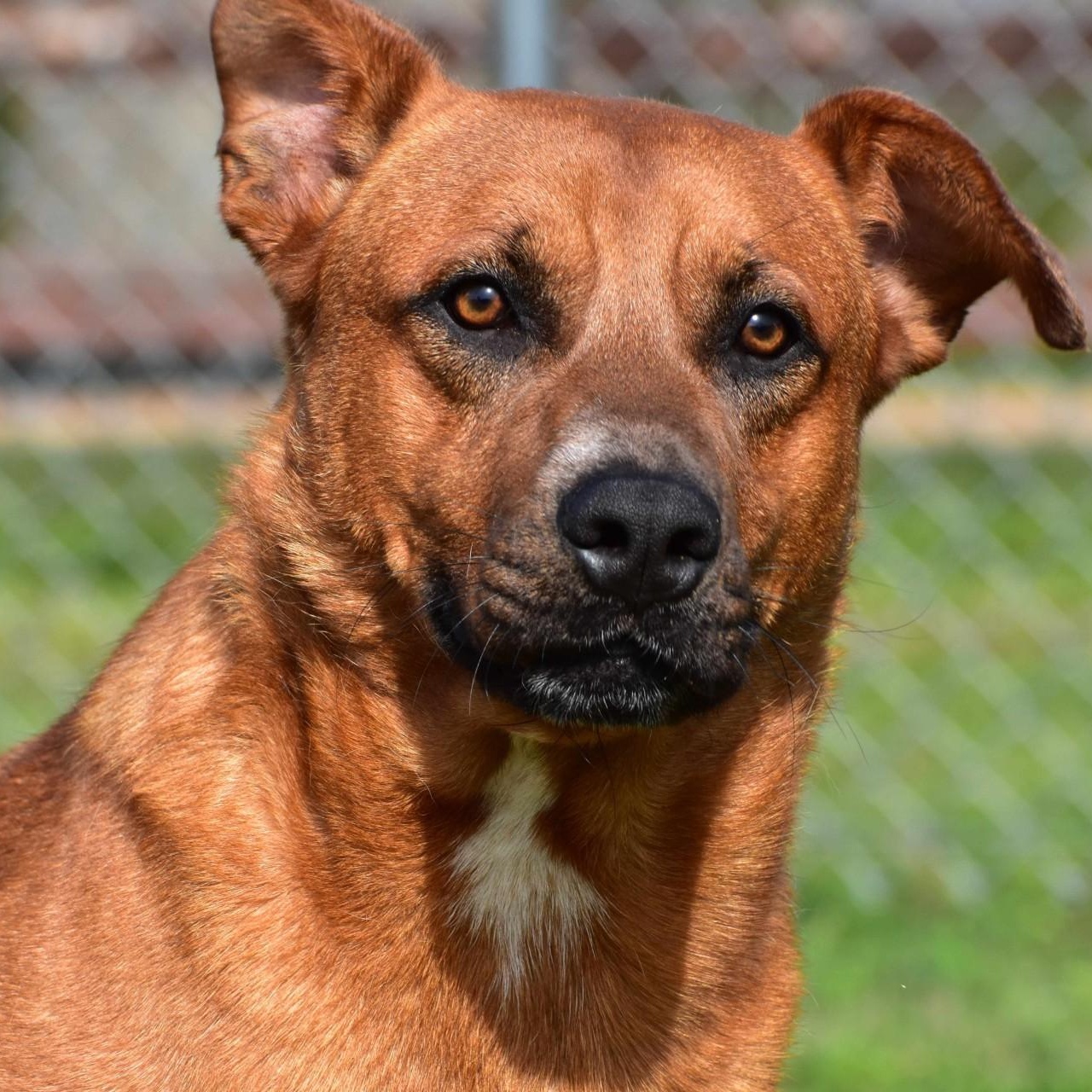 Maurice, adopted, Young Male Mixed Breed & Rhodesian Ridgeback.