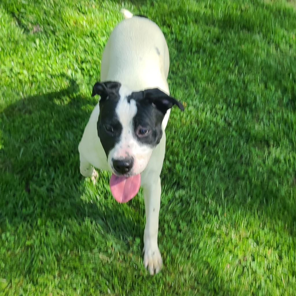 Tessa, a Adoptable mixed breed in Phoenix, AZ image 2/4