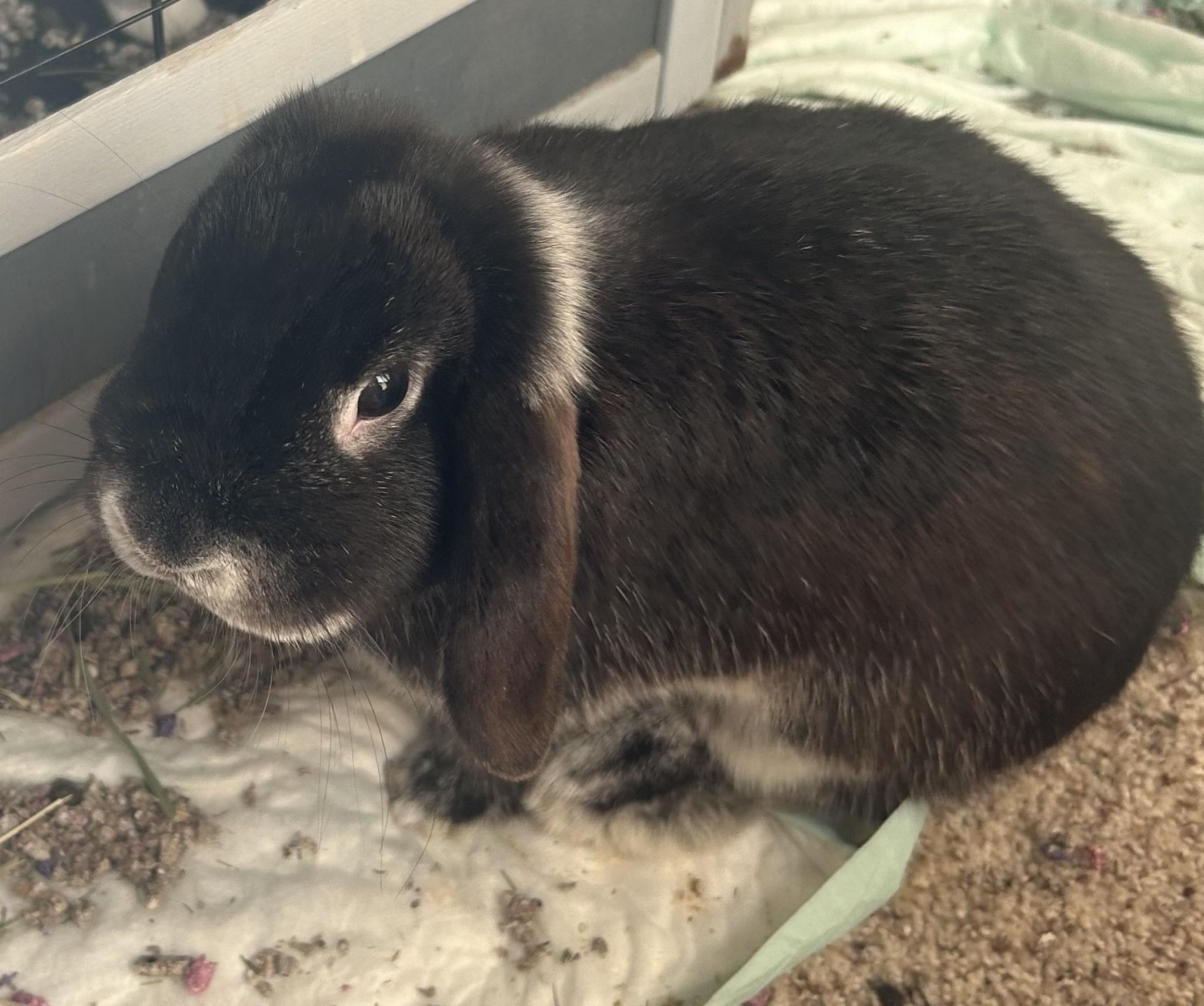 Fifi, Adoptable, Adult Female Lop Eared.