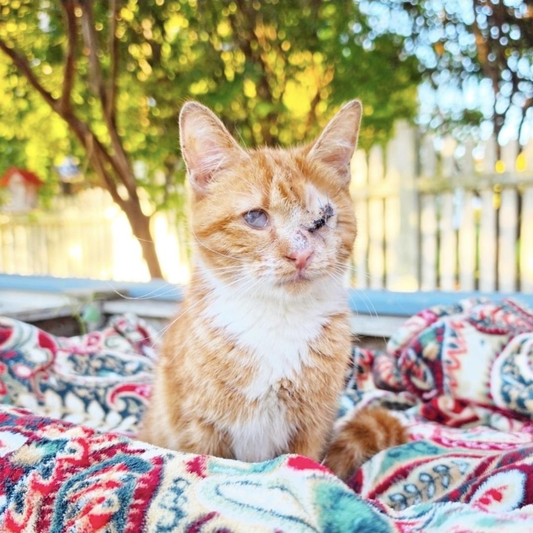 Haddie, Adoptable, Adult Female Domestic Short Hair.