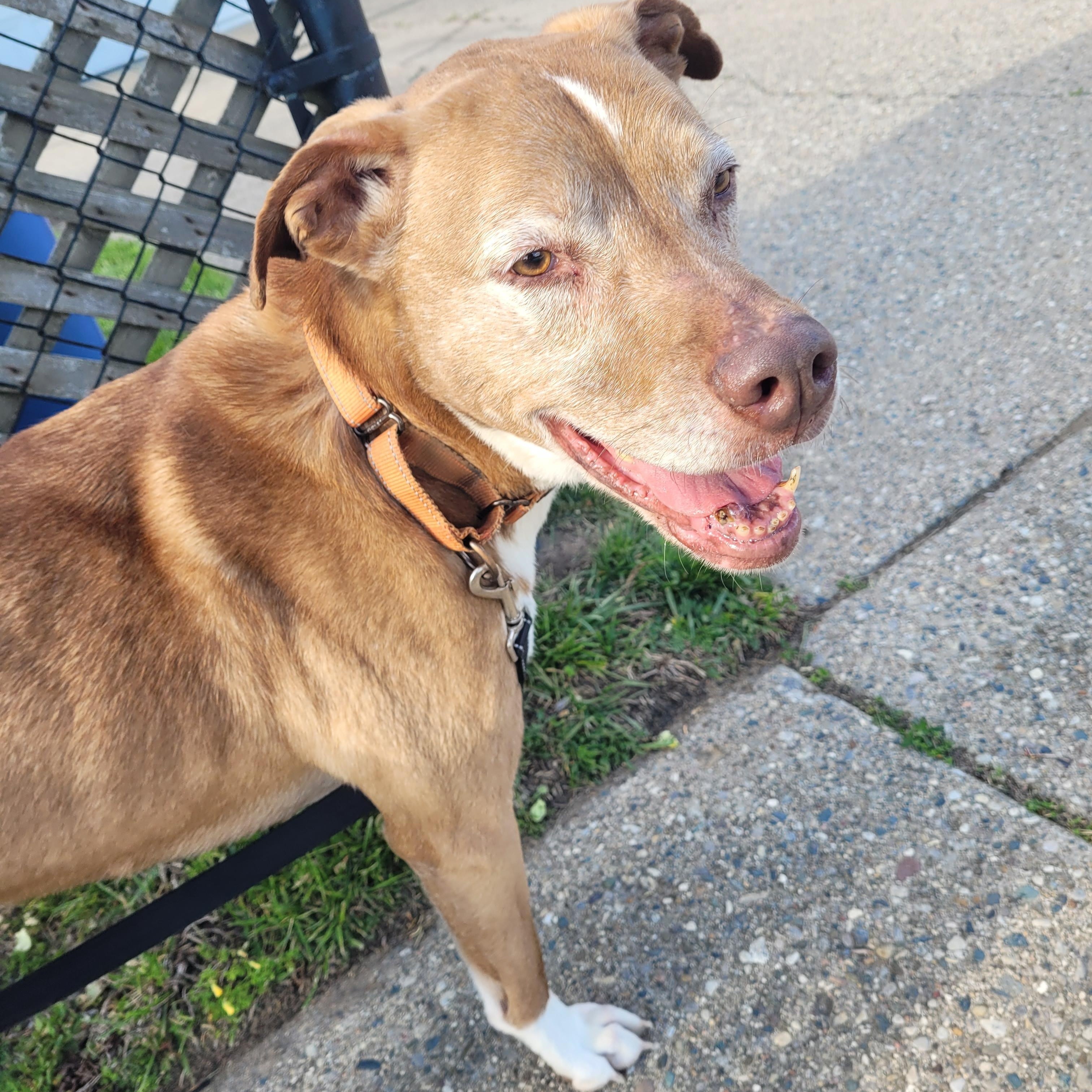 Denzel (Bonded with Tonkaseeking Holistic minded adopters) adoption fee for both, ADOPTABLE, Senior Male Vizsla.