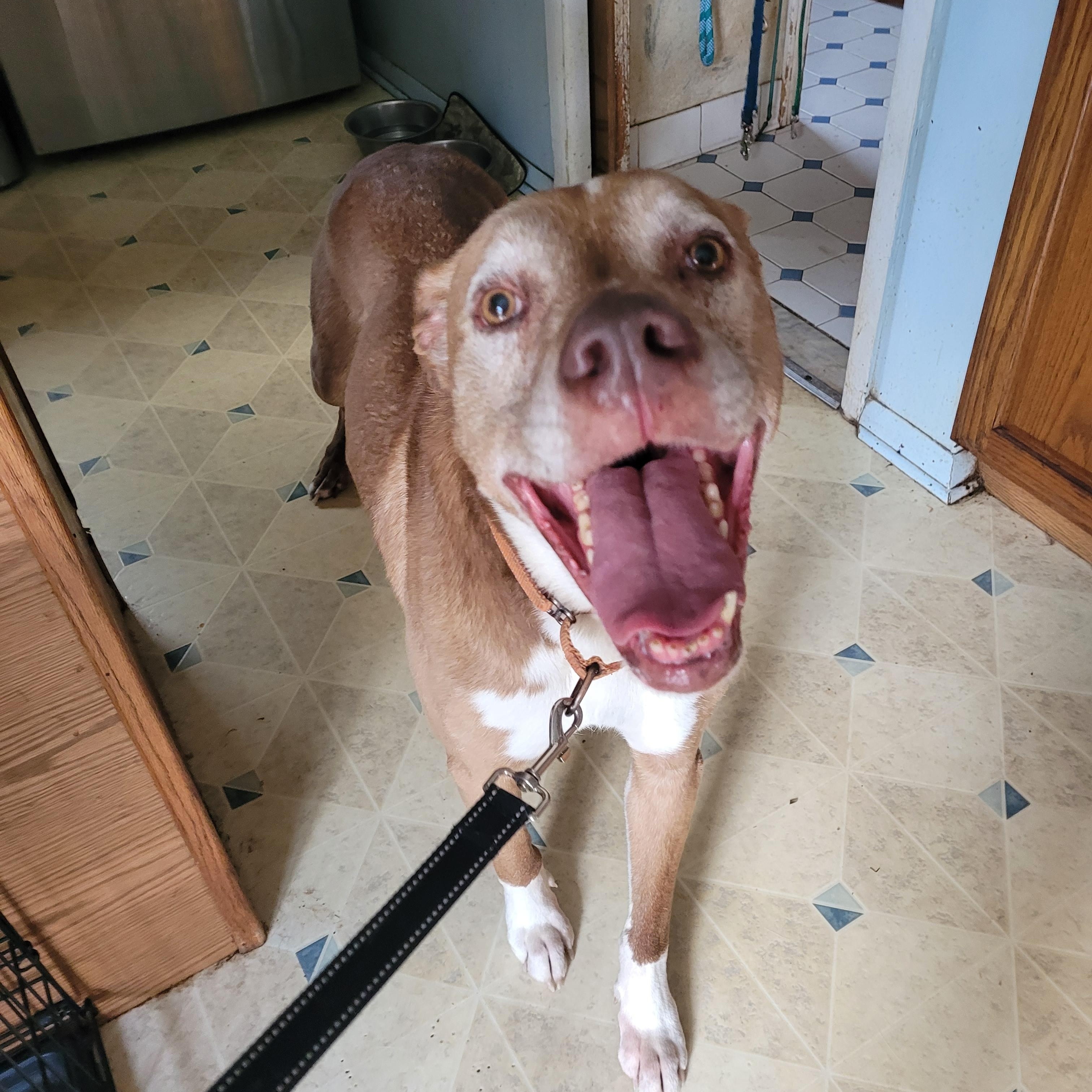 Denzel (Bonded with Tonkaseeking Holistic minded adopters) adoption fee for both, a ADOPTABLE Vizsla in Warren, MI image 4/4