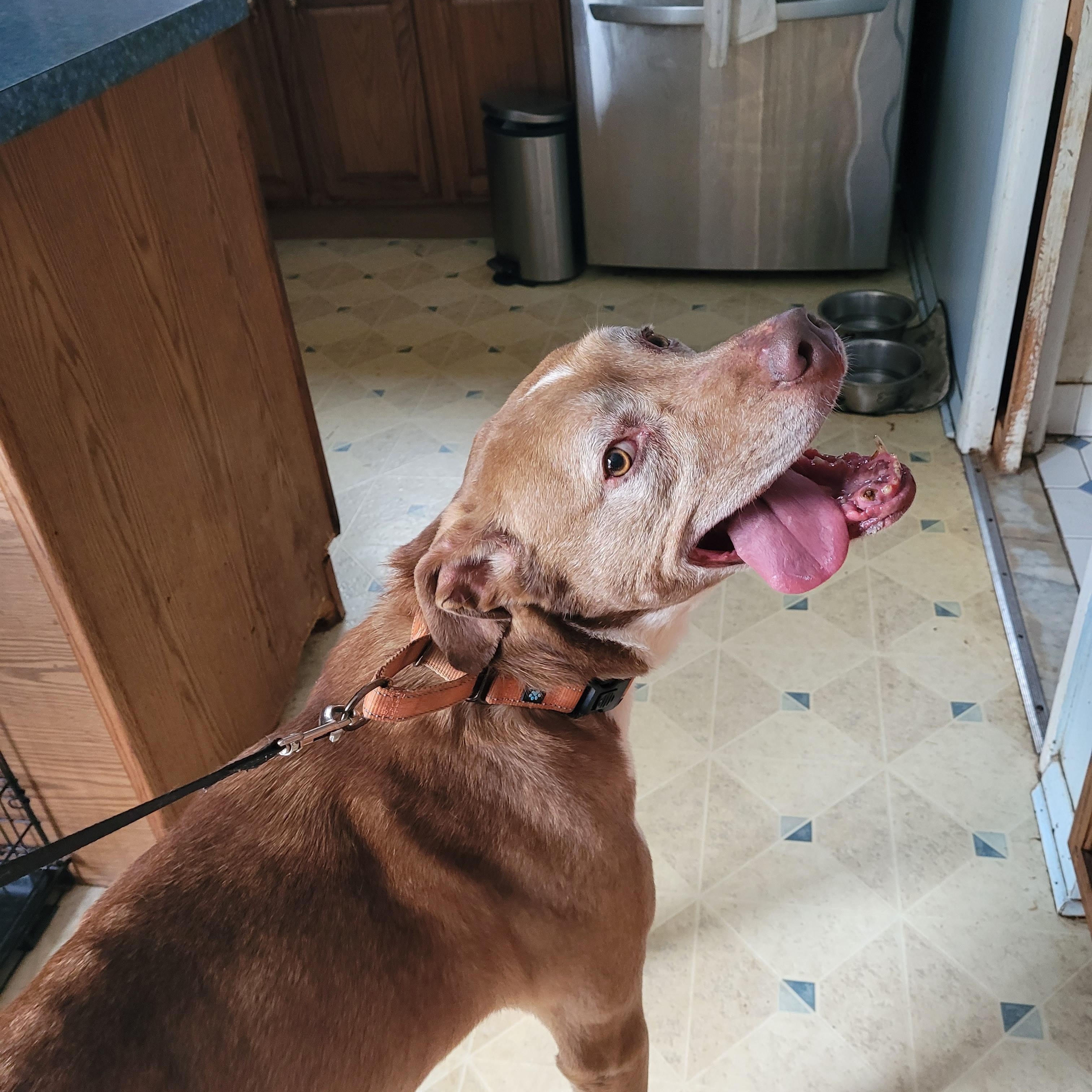 Denzel (Bonded with Tonkaseeking Holistic minded adopters) adoption fee for both, a ADOPTABLE Vizsla in Warren, MI image 3/4