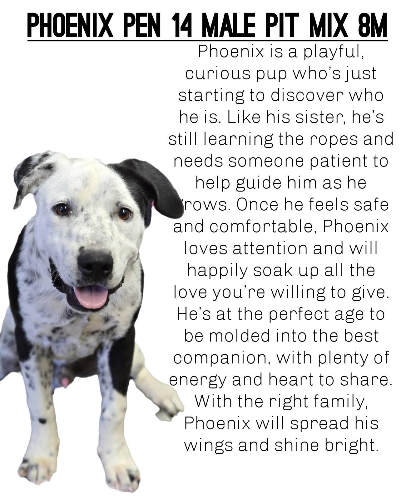 Enlarge Phoenix, a Adopted Pit Bull Terrier in Enid, OK image 1/1