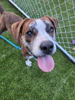 Summit, a Adoptable Mixed Breed image 1/3