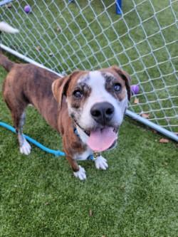 Summit, Adoptable, Adult Female Mixed Breed & Mixed Breed.