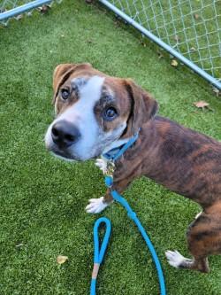 Summit, a Adoptable Mixed Breed image 3/3