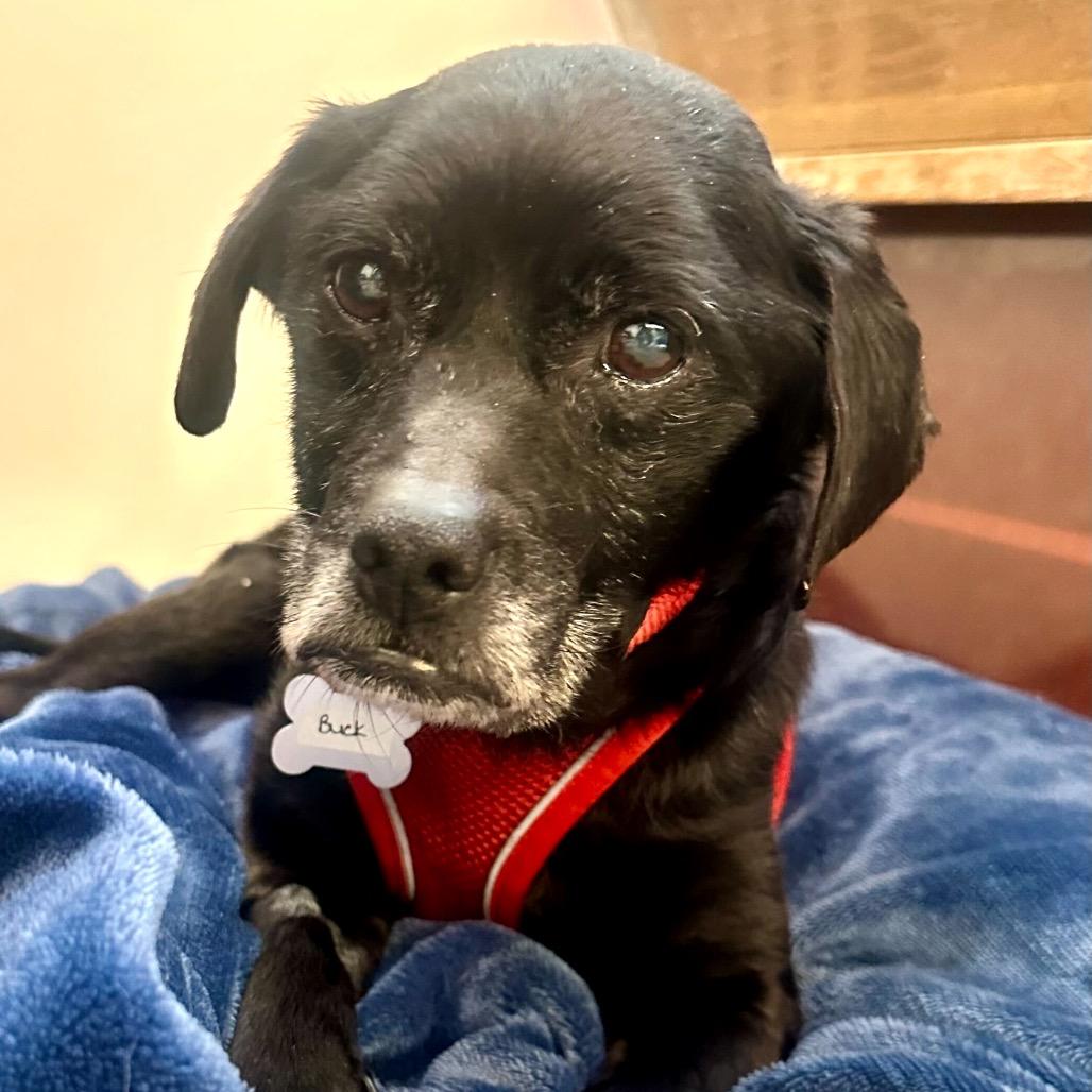 Enlarge Buck 13850, a Adoptable mixed breed in San Francisco, CA image 1/6