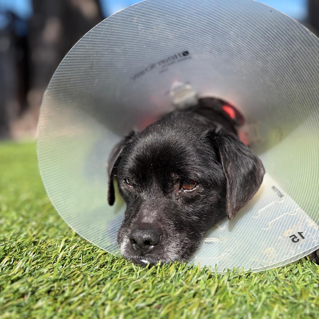 Enlarge Buck 13850, a Adoptable mixed breed in San Francisco, CA image 2/6