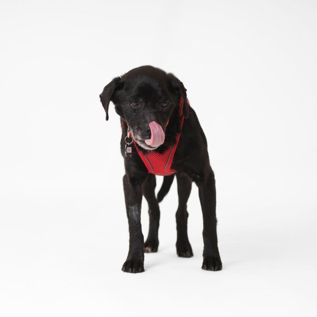 Enlarge Buck 13850, a Adoptable mixed breed in San Francisco, CA image 3/6