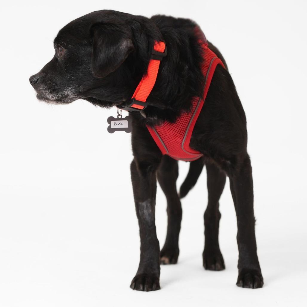 Enlarge Buck 13850, a Adoptable mixed breed in San Francisco, CA image 4/6