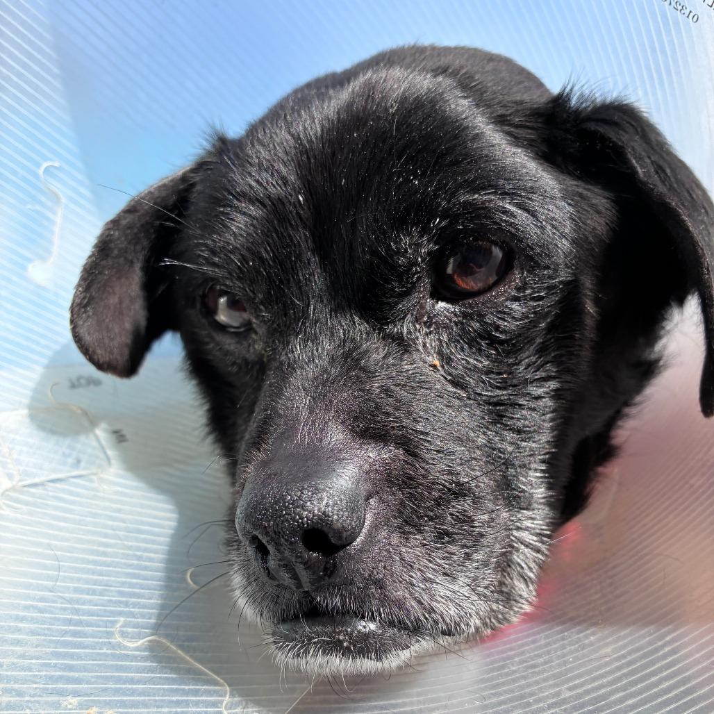 Enlarge Buck 13850, a Adoptable mixed breed in San Francisco, CA image 6/6