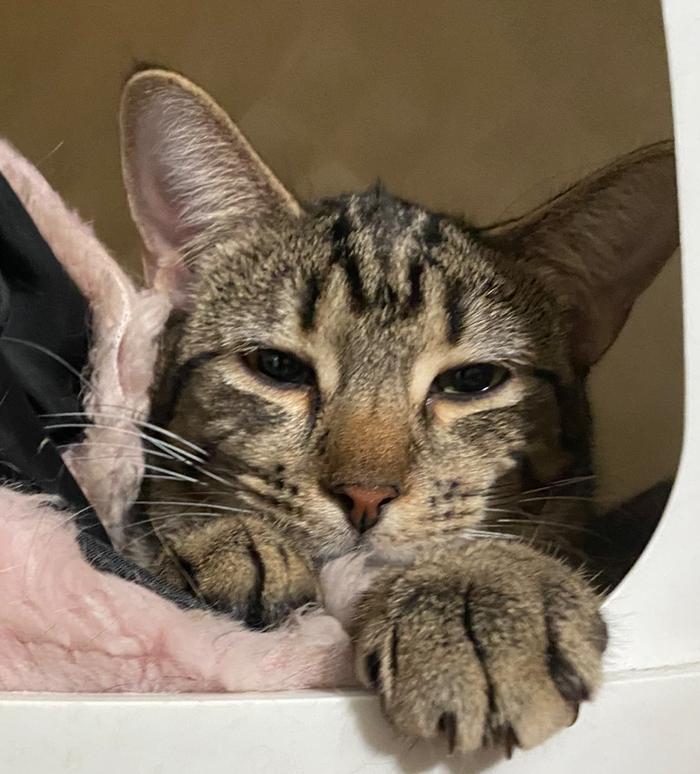 Pebbles, Adoptable, Young Female Tabby.