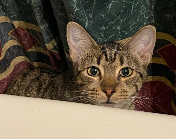 Enlarge Pebbles, a Adoptable Tabby in Phoenix, AZ image 2/3