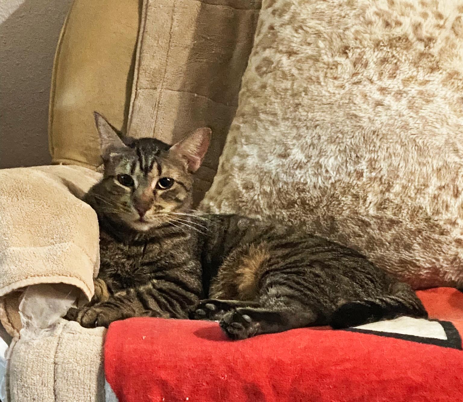 Enlarge Pebbles, a Adoptable Tabby in Phoenix, AZ image 3/3