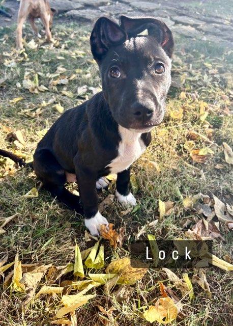 Enlarge Lock, a Adoptable mixed breed in Joliet, IL image 1/1