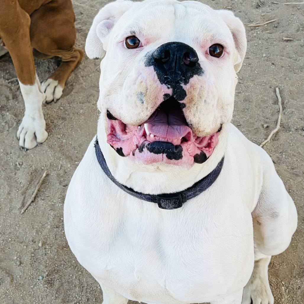 Enlarge Kittle, a Adoptable Boxer in McMinnville, OR image 1/1