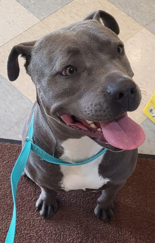 Aygee, ADOPTABLE, Young Female Pit Bull Terrier.