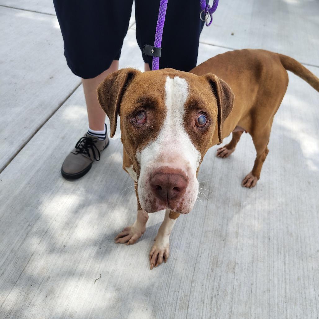 Sugar Plum, Adoptable, Senior Female Pit Bull Terrier & Mixed Breed.
