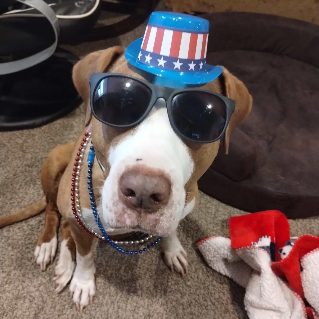 Sugar Plum, a Adoptable mixed breed in Chicago, IL image 1/6
