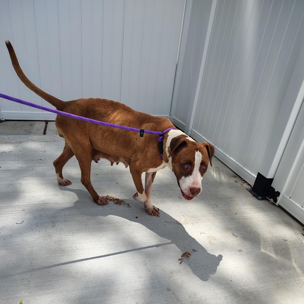 Enlarge Sugar Plum, a Adoptable mixed breed in Chicago, IL image 2/6