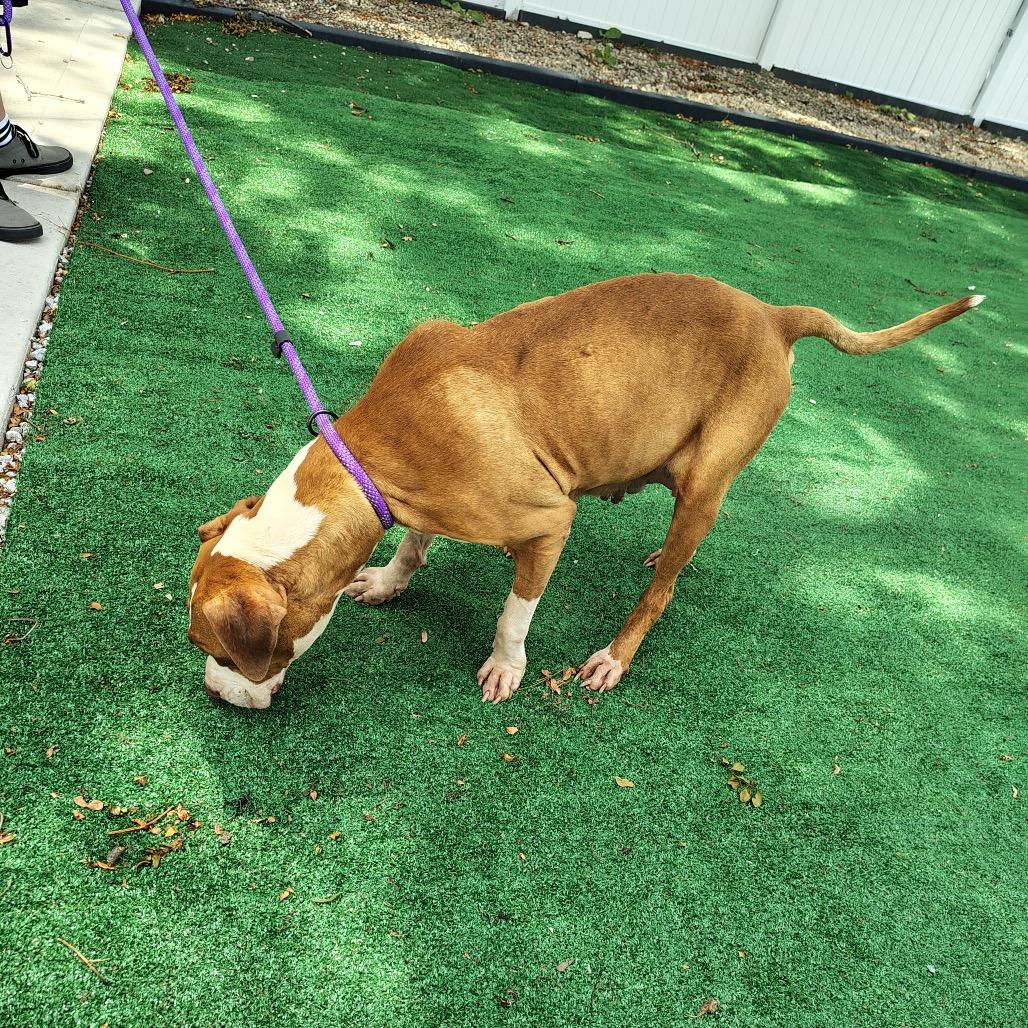 Enlarge Sugar Plum, a Adoptable mixed breed in Chicago, IL image 3/6