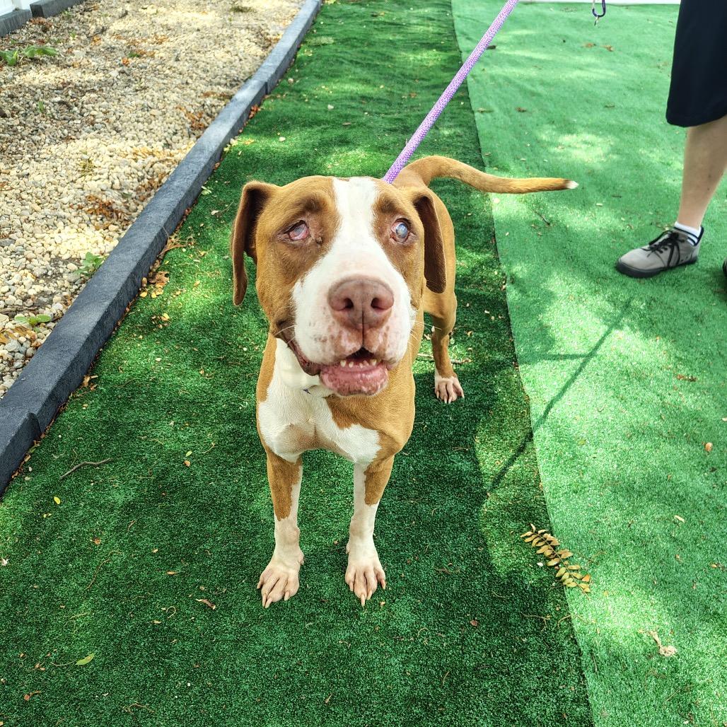 Enlarge Sugar Plum, a Adoptable mixed breed in Chicago, IL image 3/6