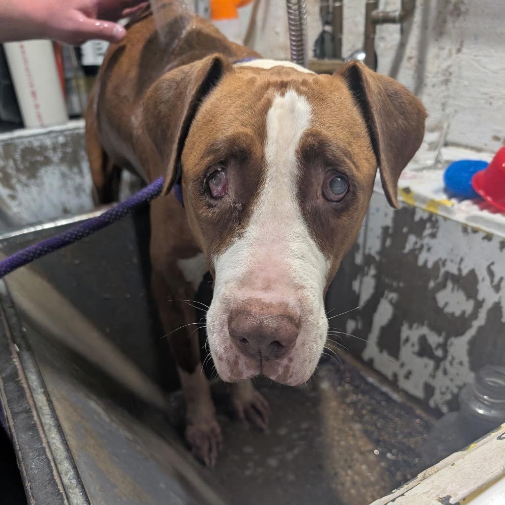 Enlarge Sugar Plum, a Adoptable mixed breed in Chicago, IL image 4/6