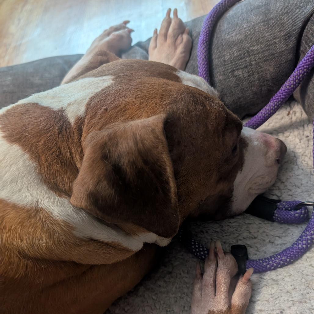 Enlarge Sugar Plum, a Adoptable mixed breed in Chicago, IL image 5/6