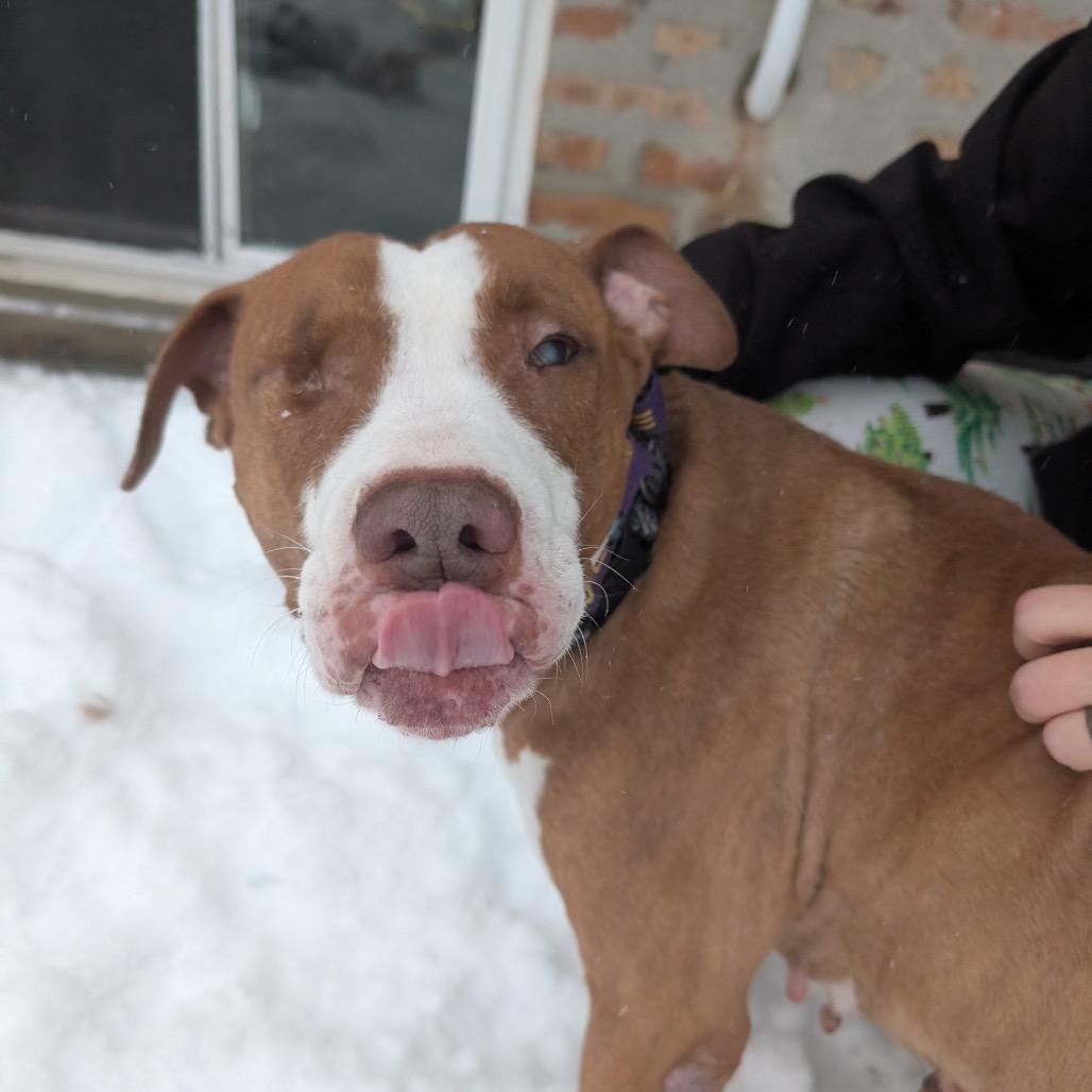 Enlarge Sugar Plum, a Adoptable mixed breed in Chicago, IL image 6/6