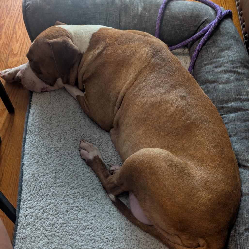 Enlarge Sugar Plum, a Adoptable mixed breed in Chicago, IL image 6/6