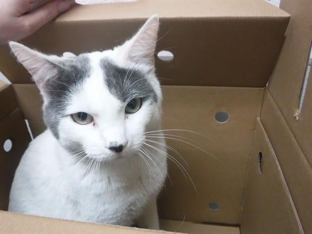 DUTCH, Adoptable, Adult Male Domestic Short Hair & Domestic Short Hair.