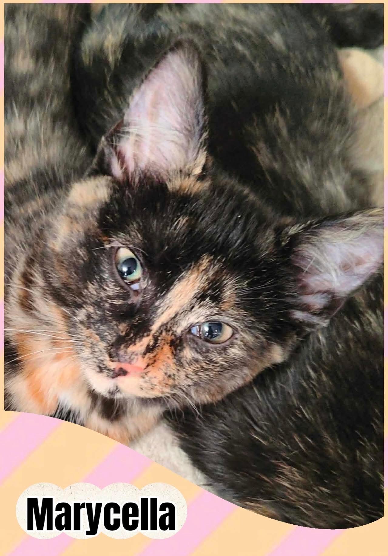 Marycella, ADOPTABLE, Kitten Female Domestic Short Hair.