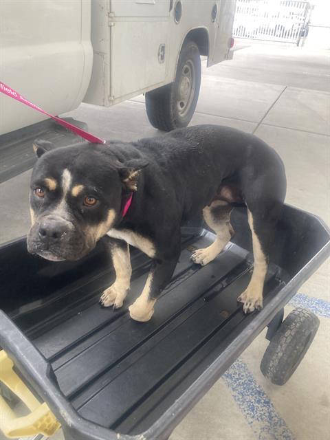 Enlarge Midnight -- URGENT!, an adoptable Bulldog in Thousand Oaks, CA image 1/1